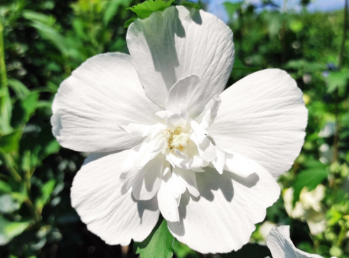 Сорт гібіскуса Вайт Шиффон